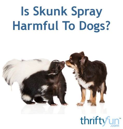 It is unknown how far a skunk can see. Is Skunk Spray Harmful To Dogs?