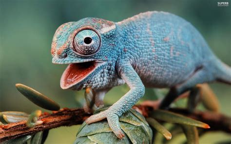 Maybe you would like to learn more about one of these? 30+ Gambar Wallpaper Hewan Lucu 3D Wallpaper