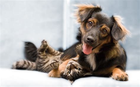 Symptoms of dementia in dogs. Here's How You Can Make Your Dog And Cat Get Along | 3 ...