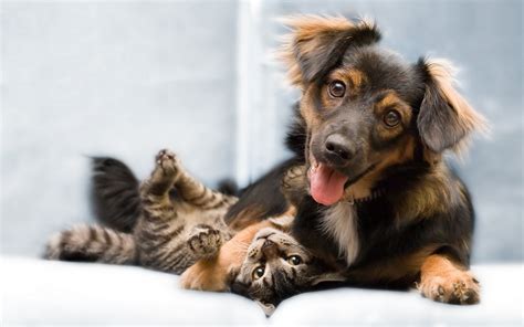 The hiccups should go away shortly, although if they last all day, you should probably consult a veterinarian. Here's How You Can Make Your Dog And Cat Get Along | 3 ...