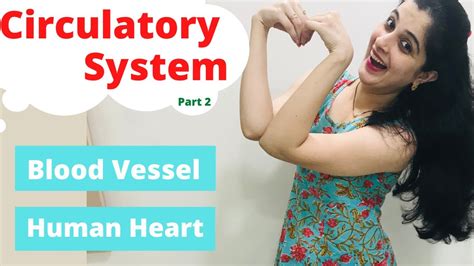 Human blood vessels, human blood vessels in male hand, human anatomy, med school, doctor, medical office decor, vessels in male hand. Circulatory System Working Human Heart | Blood Vessel | Blood Circulation | Class 10, 8 ICSE ...