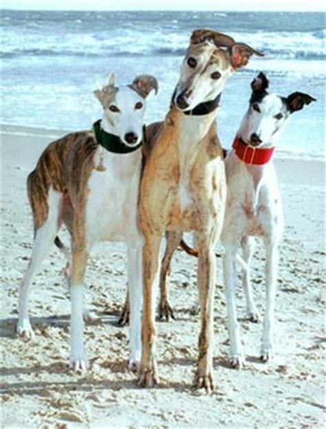 Greyhounds and the greyhound racing industry have been making headlines for quite some time in the same story, abc consulted former chief veterinarian of greyhound racing nsw, dr liz arnott. GREYHOUND :: MY LOVELY PETS