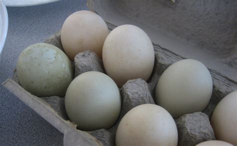 A pekin's eggs are white, sometimes with a slight yellow tint. Everything You Need to Know About Duck Eggs - Modern Farmer