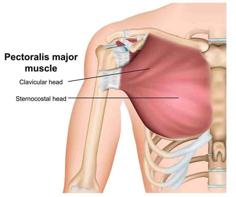 The clavicular head and the sternocostal head. Keys to Maintain Healthy Shoulders - EMPOWER YOUR WELLNESS