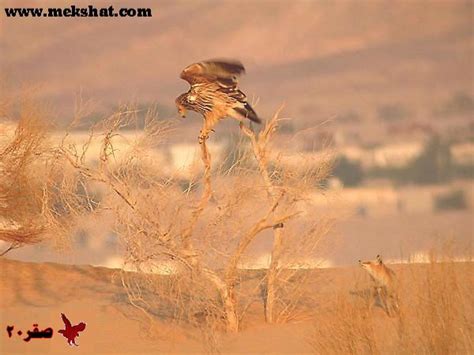 تتزاوج الأرانب rabbits في معظم أوقات السنة ولا تمتلك موسمًا محددًا للتزاوج إلّا أن إنتاجها يقل اختيار الأرانب الجاهزة للتزاوج: تزاوج الثعلب مع الطيور - Ø§Ù„Ø«Ø¹Ù„Ø¨ Ø§Ù„Ø£Ø­Ù…Ø± Ø£Ùˆ Ø ...