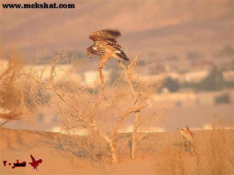 نزل الثعلب في خم الدجاج ، فافترس منه ما استطاع أن يفترس ، وخرج مسرعا قبل أن تدركه ربة وبعد لحظات مر بالبئر ذئب ، فرأى الثعلب في قاعها ، فقال له : تزاوج الثعلب مع الطيور - Ø§Ù„Ø«Ø¹Ù„Ø¨ Ø§Ù„Ø£Ø­Ù…Ø± Ø£Ùˆ Ø ...