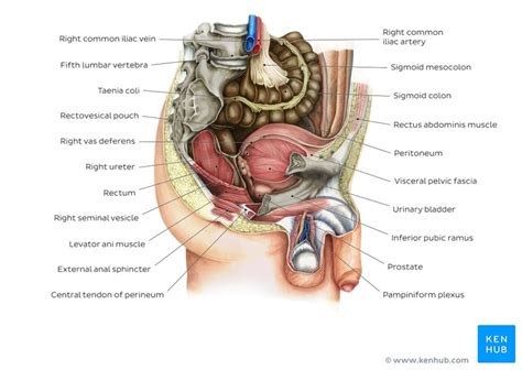 Frontal section parietal peritoneum, fundus of bladder, interureteric crest, left ureteric orifice, trigone. Pelvis and Perineum: Anatomy, vessels, nerves | Kenhub