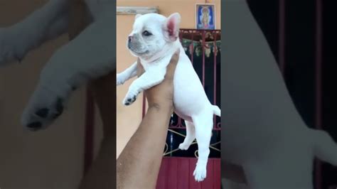 The breed is the result of a cross between toy bulldogs imported from england and local ratters in paris, france, in the 1800s. French Bulldog Male Female Puppies 9350926445 Madurai ...