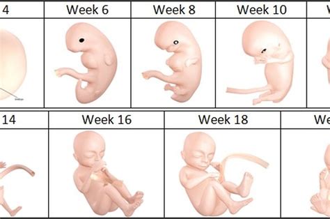 Maka bisa ditentukan jika 1 bulan dalam bulan januari adalah 4 minggu ditambah 3 hari = 4 minggu lebih 3 hari. 5 Faktor yang Berperan Penting Bagi Pertumbuhan Janin ...