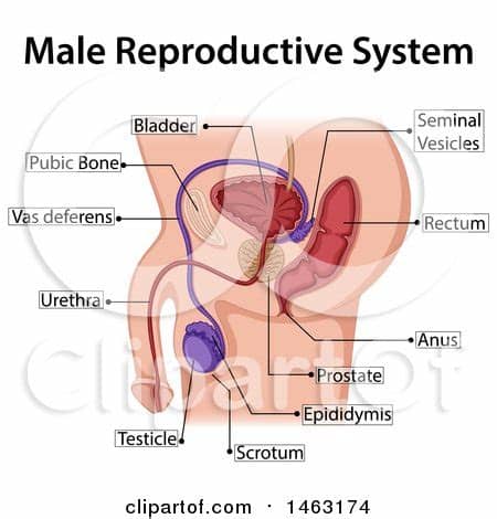 Back and front perspective views. Clipart of a Medical Diagram of the Male Reproductive ...