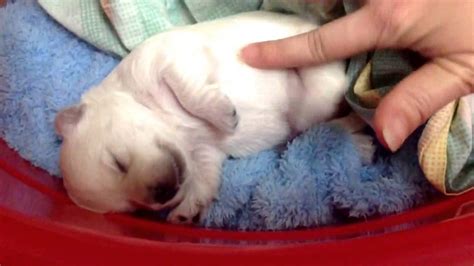 They are very cute and joyful! Tickle Sleeping Golden Retriever Puppy - YouTube