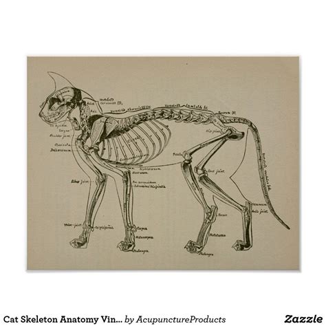 This science quiz game will help you learn 15 of the most important bones. Cat Skeleton Anatomy Vintage Veterinary Print | Zazzle.com ...