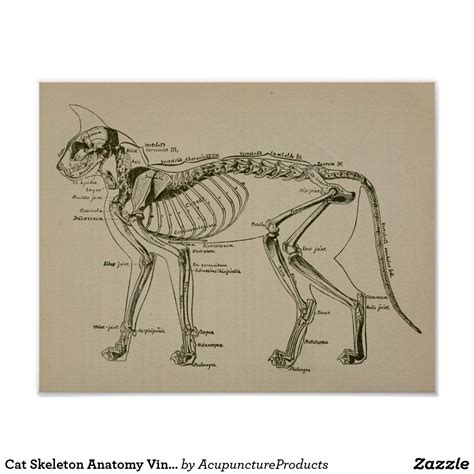 Skeletal structures and muscle forms are shown alongside the completed surface forms, enabling the artist to understand and appreciate the underlying structure. Cat Skeleton Anatomy Vintage Veterinary Print | Zazzle.com ...