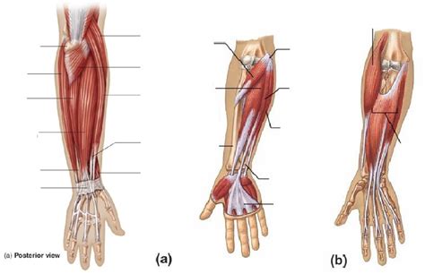 Leg is divided into three enumerate the muscles inserted on the upper part of the medial surface of tibia and their nerve supply. Wrist Muscle Anatomy - Explore Organs & Anatomy Diagram