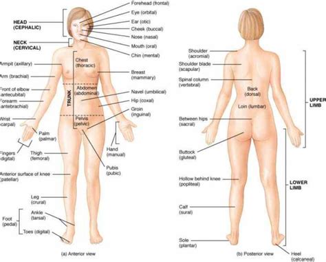 Human body, the physical substance of the human organism. body the External Human Body Parts external organs of our ...