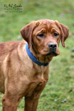 The red fox lab is similar in temperament to that of any colored labrador; Fox Red Labrador Retriever Puppies - Renescence Labradors ...