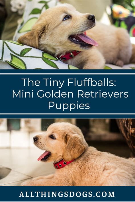 They may not be golden retriever puppies, but these cuties are available for adoption in arlington, virginia. Mini Golden Retriever Puppies | Mini golden retriever ...