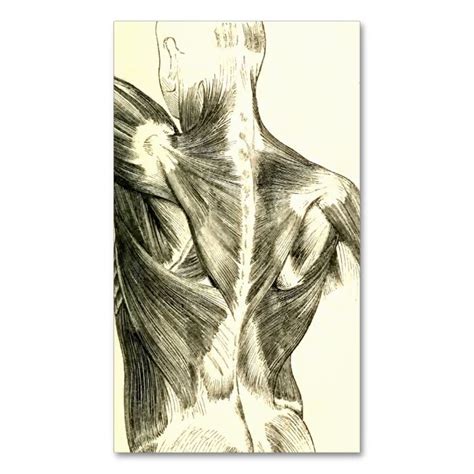 They are located deep to the extrinsic muscles, being separated from them by the thoracolumbar fascia. Vintage Anatomy | Back Muscles (circa 1852) Business Card | Zazzle.com | Billeder