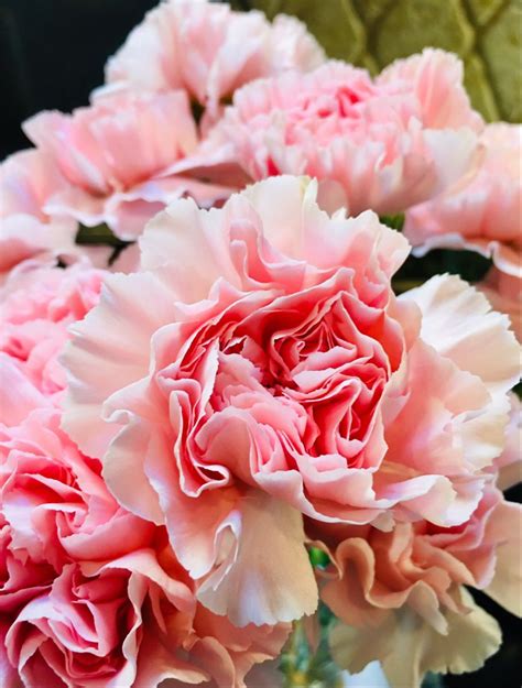 Check spelling or type a new query. Carnation Flowers For Sale Near Me : Cheap Funeral Flowers ...