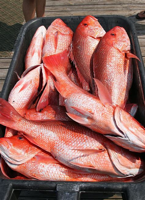 Red snapper is a common name of several fish species. Alabama DCNR announces 2019 red snapper season - al.com