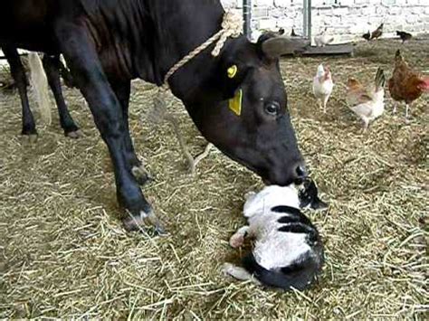 #cat_and_cow_pose | 1249 people have watched this. love story of cow and cat - YouTube