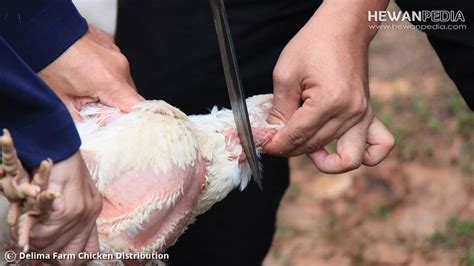 Ayam, hewan unggas ini menjadi salah satu jenis daging yang paling banyak dikonsumsi manusia. Do'a, Sunnah, Cara Untuk Menyembelih Ayam Sesuai Ajaran ...