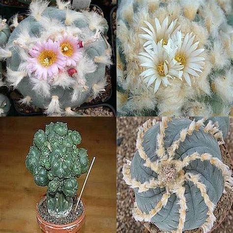 Los efectos son bastante similares a los del peyote como: Lophophora williamsii Mischung - Peyote - San Pedro Cactus ...