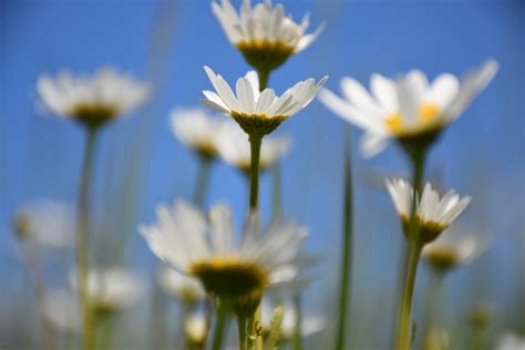 See a recent post on tumblr from @momo4flowers about sommerblumen. Sommerblumen Wiese in Sprockhövel Foto & Bild | sonstiges ...