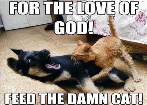 The funniest cat memes ever! Feed The Cat Pictures, Photos, and Images for Facebook ...