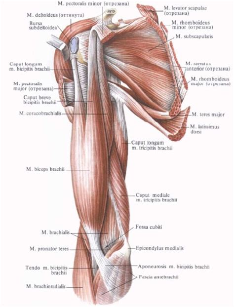 Supraspinatus, infraspinatus, ters minor,.et), using interactive animations and labeled diagrams. Diagram Shoulder Muscles | Shoulder anatomy, Arm anatomy ...