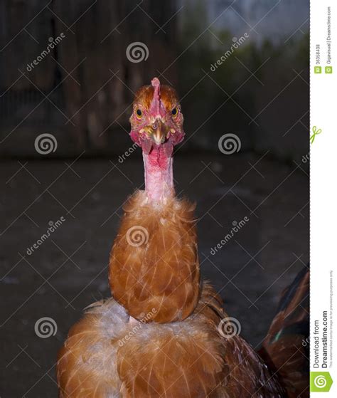 Find chicken pictures from our extensive image collection hd to 4k quality ready for commercial use no attribution required! Chicken neck naked stock photo. Image of posing, chicken ...