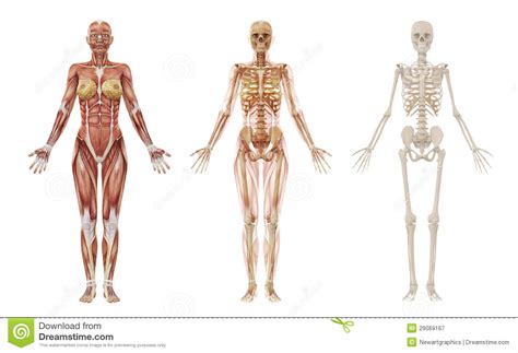 The muscular system anatomical charts and posters. Female Human Muscles And Skeleton Stock Illustration ...