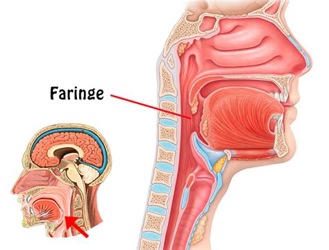 Traquea es una conjugación del verbo traquear. Anatomía de la Faringe