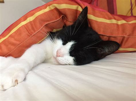 Die große unentschlossenheit 2020 integral umfrage im auftrag der erste bank: Katzenfotos von Merkur-Leserinnen aus Zweibrücken und Umgebung