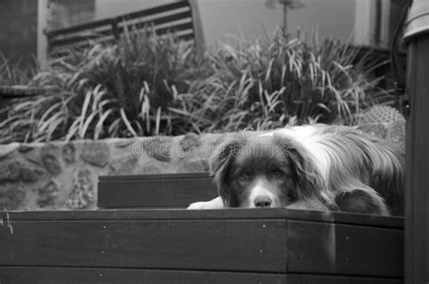 El border collie es un perro de porte mediano, con un cuerpo alargado y atlético, patas fuertes, anchas y bien musculadas. Colocación Del Perrito Del Border Collie Con Un Juguete ...