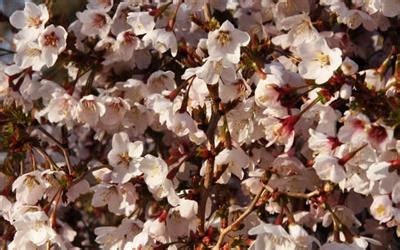 Water prunus trees regularly until fully established. Prunus incisa Kojo-no-mai flowering cherry tree for sale