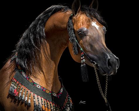 Free for commercial use no attribution required high quality images. What Can a Horse's Facial Whorl Tell You?