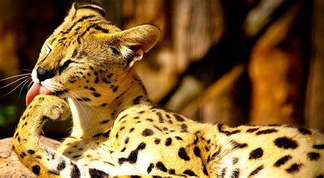 Top 10 Exotic Pets You Can Legally Own - SoCurrent