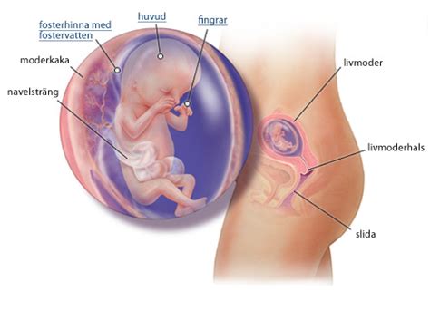 Nu är bebisen ungefär 9 centimeter lång och väger cirka 43 gram. Gravid på östermalm: Gravid vecka 13