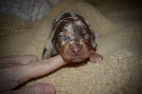 Dachshund puppies and dogs in louisiana. Dachshund puppy dog for sale in Grayson, Louisiana