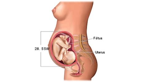 Ein weiteres anzeichen der zwillingsschwangerschaft ist die größe der gebärmutter im bauch. Entwicklung eines Embryos: So wächst dein Kind in deinem Bauch