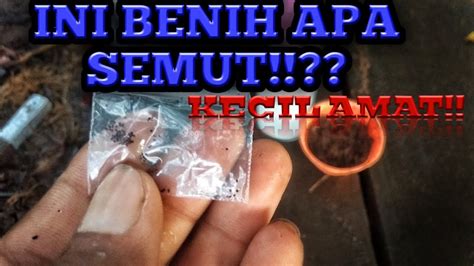 Seledri menjadi salah satu tanaman andalan yang memudahkan dulur untuk memperoleh salah satu jenis sayuran. Cara menanam daun mint dari benih (biji) bagi pemula - YouTube