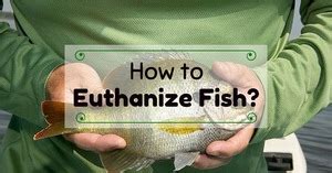 Overdosing fish on prescription level anesthetics is the best way to give them a peaceful death. How to Euthanize Fish - Fishing Hugger