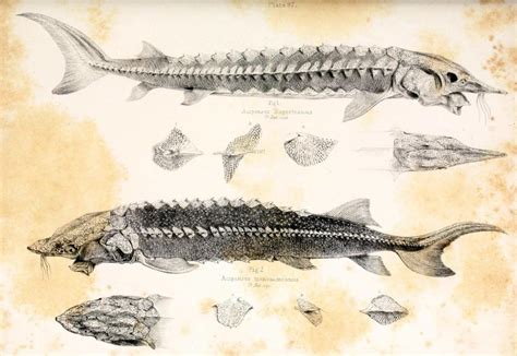 Acipenser transmontanus — noun food and game fish of marine and fresh waters of northwestern coast of north america • syn: Acipenser transmontanus and Acipenser rupertinus ...