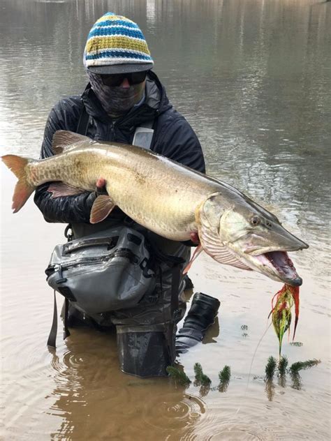 The allegheny river is host to many river sports such as river tubing, fly fishing, and stocked river. Fishing Report: Allegheny River by Scott Grassi | Fly dreamers