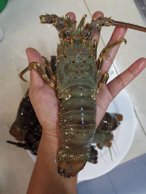 Bagi orang johor, sejarah makanan mee bandung muar merupakan resepi kebanggaan mereka yang diasaskan oleh peniaga keluarga abu bakar hanafiah sejak beratus tahun dahulu. Restoran Special Mee Bandung Udang Galah Muo Ori adipati ...