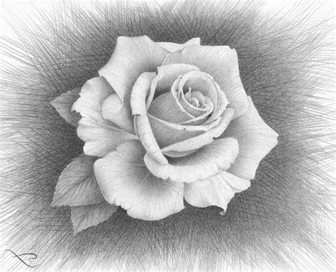 We did not find results for: Sfondo immagine scuro, disegno di una rosa, schizzo a ...