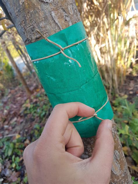 Frostspanner, deren raupen sich von blättern und früchten der obstbäume. Ökologischer Pflanzenschutz mit Leimringen ...