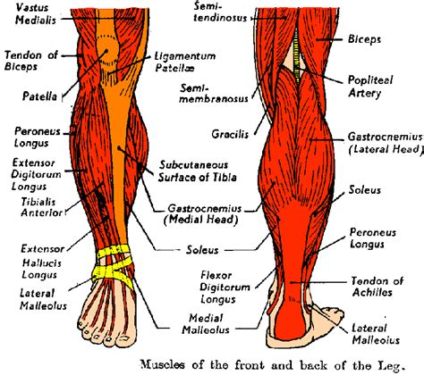 But even if you weren't born flexible, you can benefit from regularly stretching your leg muscles. Muscles of lower leg - Digman Fitness