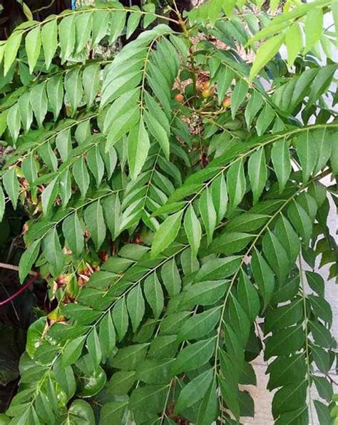 Pokok kari ialah sejenis pokok renek dengan ketinggian antara 0.9 hingga 6 meter. khasiat-daun-salam-koja-gambar-daun-kari-@korneliadayang ...